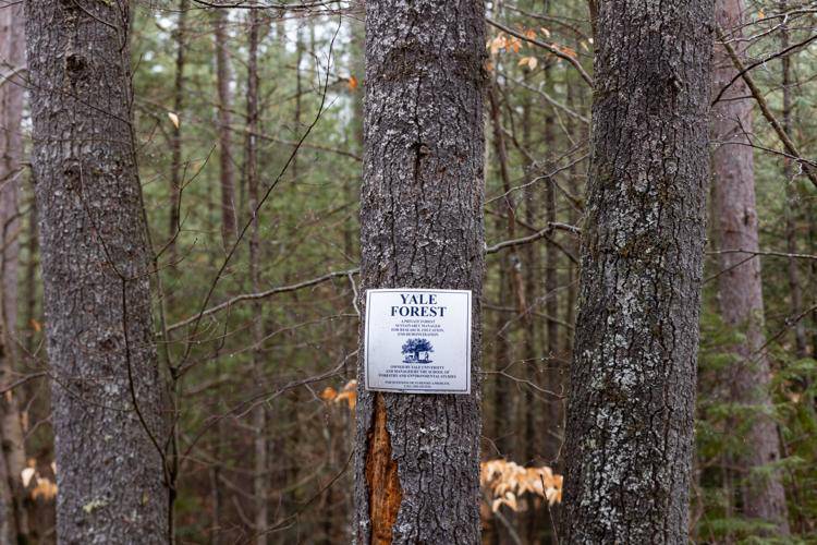 Signs identifying the Yale Toumey Forest line at Sawyers Crossing and Ash Hill Road, as seen April 7 in Swanzey. Signs identifying the Yale Toumey Forest line at Sawyers Crossing and Ash Hill Road, as seen April 7 in Swanzey.