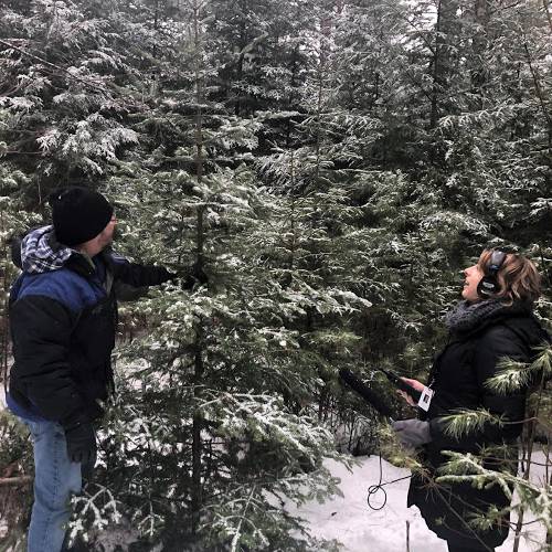 NHPR's Rick Ganley and Mary McIntyre harvested a Christmas tree (with a permit) from the White Mountain National Forest in 2018.