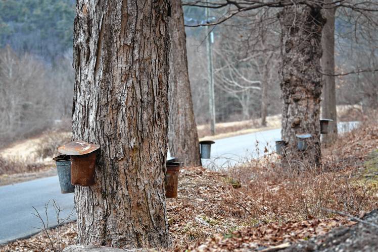 Maple sap buckets out to catch the early sap on West Chestnut Hill in Montague on Tuesday. 