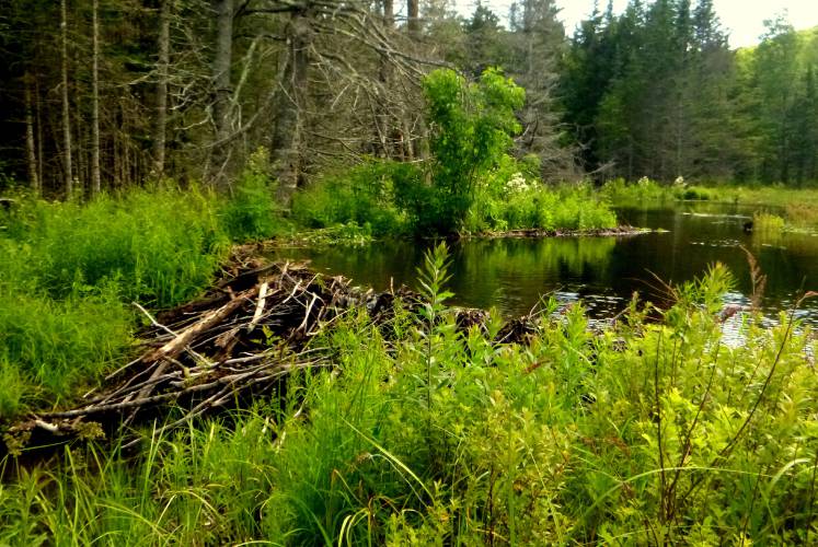 Beaver pond and meadow at Hubbard Brook Experimental Forest.