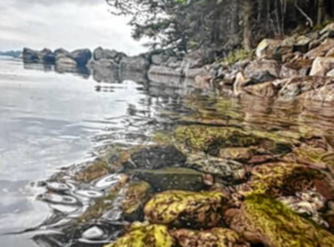 Chestnut Cove in Alton is under a cyanobacteria watch after a bloom was discovered there Chestnut Cove in Alton is under a cyanobacteria watch after a bloom was discovered there