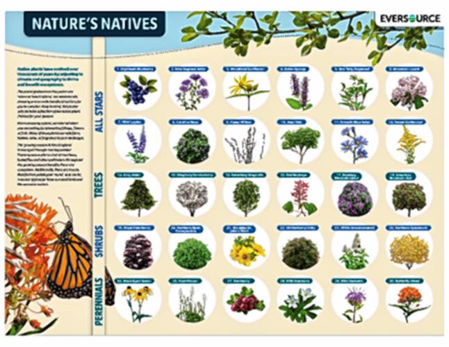 Chart of native plants Eversource suggests for planting around electrical equipment.