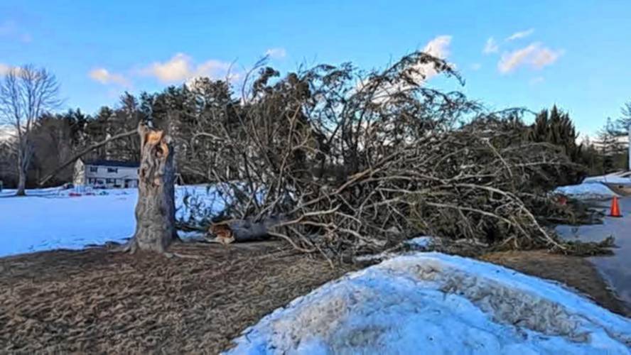 Kyle Murray, 12, of Boscawen, was struck by a falling tree on Friday.