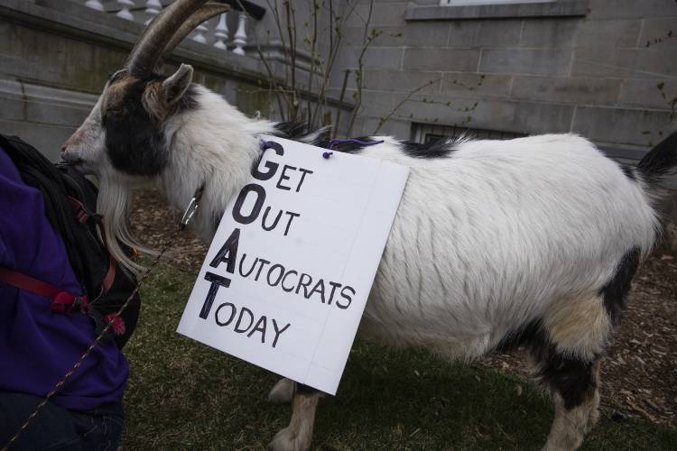 Even Spencer the goat came out to protest at the State House on Saturday, April 19, 2025.