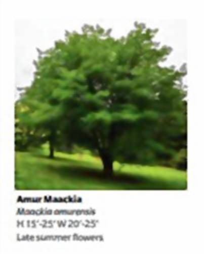One of the trees on Eversource’s post of 30 trees that remain less than 30 feet tall. I’ve never heard of it, either.
