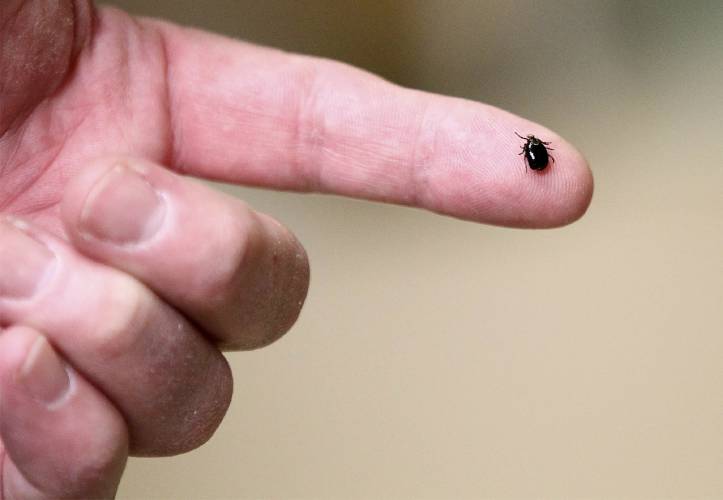 FILE - In this March 24, 2017 photo, a tick is displayed in Plainville, Mass. FILE - In this March 24, 2017 photo, a tick is displayed in Plainville, Mass.