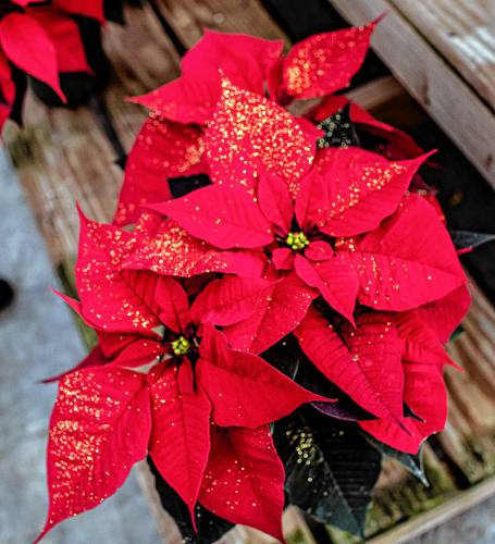 A sprinkled Christmas poinsettias at Cole Gardens in Concord on Tuesday, November 28, 2023. There is an extra week between Thanksgiving and Christmas this year.