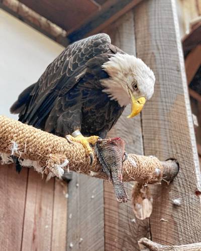 The bald eagle that lived at the New Hampshire Audubon Society for a quarter century. He died Aug. 18, 2024, age 36. The bald eagle that lived at the New Hampshire Audubon Society for a quarter century. He died Aug. 18, 2024, age 36.