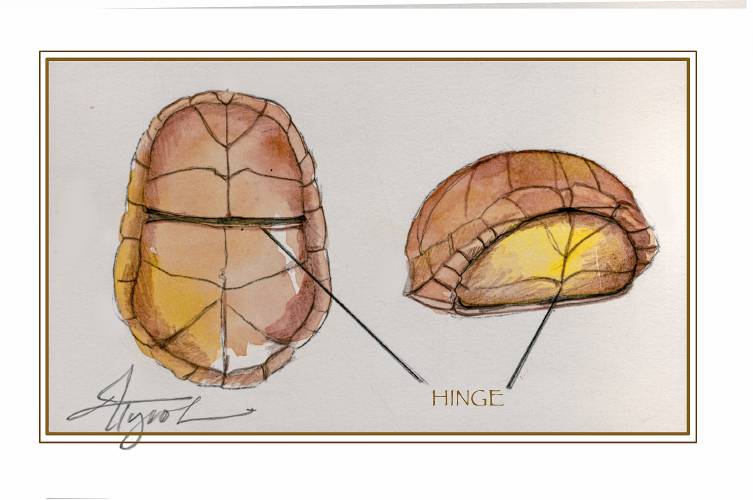 Illustration by Adelaide Murphy Tyrol Illustration by Adelaide Murphy Tyrol