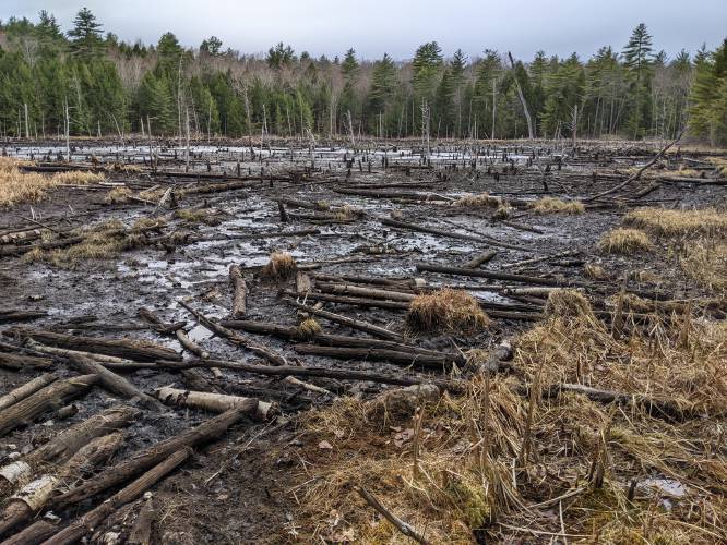 This was a pond on Dagody Hill until the beaver dam that held back the water collapsed Tuesday, April 15, 2025.