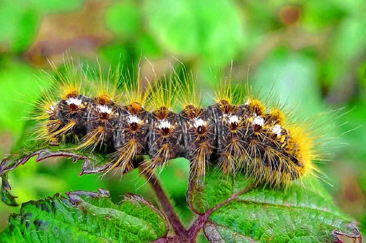 Browntail moth caterpillar Browntail moth caterpillar
