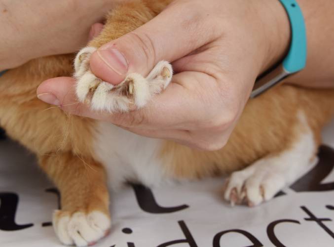 A veterinary technician exposes the claws of a resident feline. A veterinary technician exposes the claws of a resident feline.