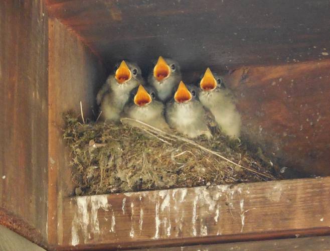 When uncertain about handling a situation involving wildlife, reach out to a wildlife rehabilitator for guidance. When uncertain about handling a situation involving wildlife, reach out to a wildlife rehabilitator for guidance.