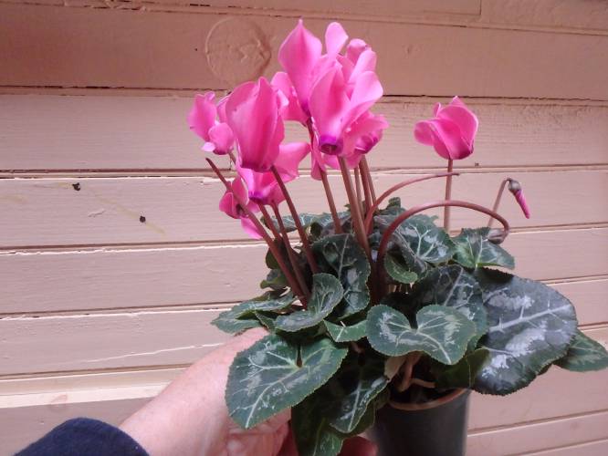 This Cyclamen will bloom for eight weeks or more in a low light, cool spot.