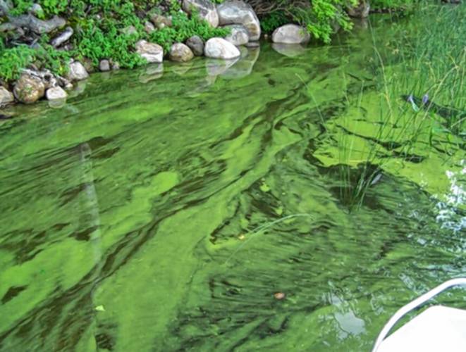 There are about 12 different species of the bacteria across New Hampshire, all of which can have different presentations. Some look like an oil slick on top of the water, but the typical presentation is a blue-green splotch. There are about 12 different species of the bacteria across New Hampshire, all of which can have different presentations. Some look like an oil slick on top of the water, but the typical presentation is a blue-green splotch.