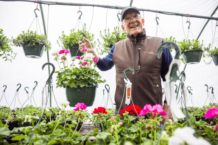 Jef Demarie shops for geraniums at Appletree Nurseries in Tilton on May 6.Demarie’s grandfather’s love of gardening was passed on to him even when he has limited space where he lives.