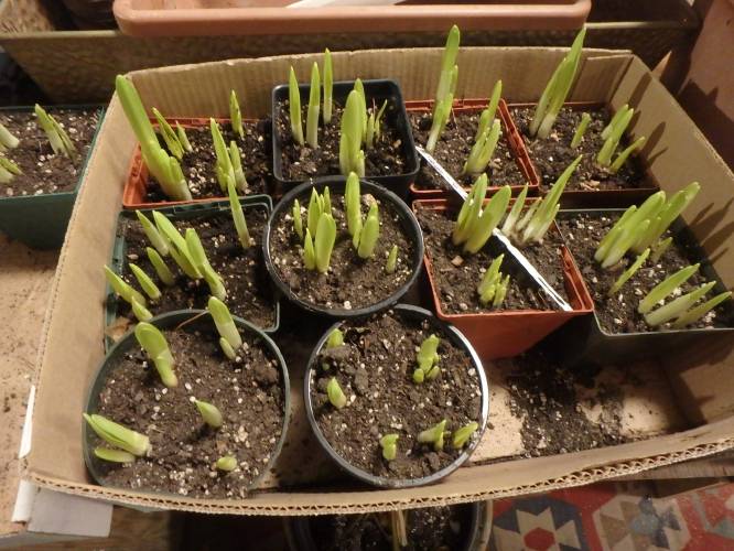 The author planted these mini-daffodils last November and they are ready to bloom on a sunny windowsill.