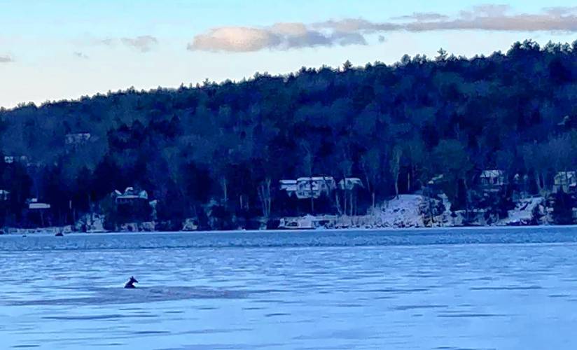 A doe that had fallen through the ice on Pleasant Lake in New London on Sunday morning was rescued by the New  London Fire Department.