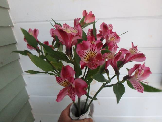 Alstromeria is a long-lasting, inexpensive cutflower.
