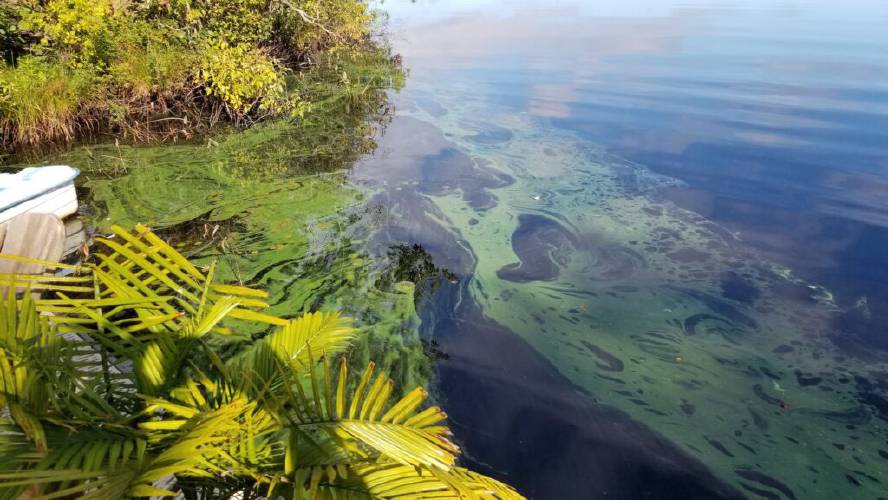 Cyanobacteria occurs naturally, but when there are too many nutrients in the water the growth can get out of control. Here, a bloom on Phillips Pond in Sandown, N.H., in a photo taken in September 2021. Cyanobacteria occurs naturally, but when there are too many nutrients in the water the growth can get out of control. Here, a bloom on Phillips Pond in Sandown, N.H., in a photo taken in September 2021.