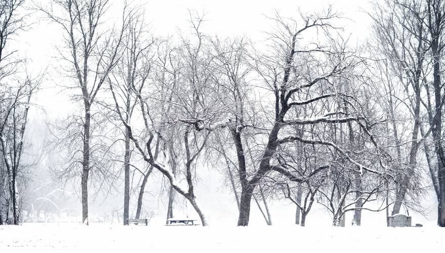 Trees are covered in snow in the parking lot of Everett Arena in Concord during the storm on Thursday, February 13, 2025. Another bigger storm is forecasted for this weekend.