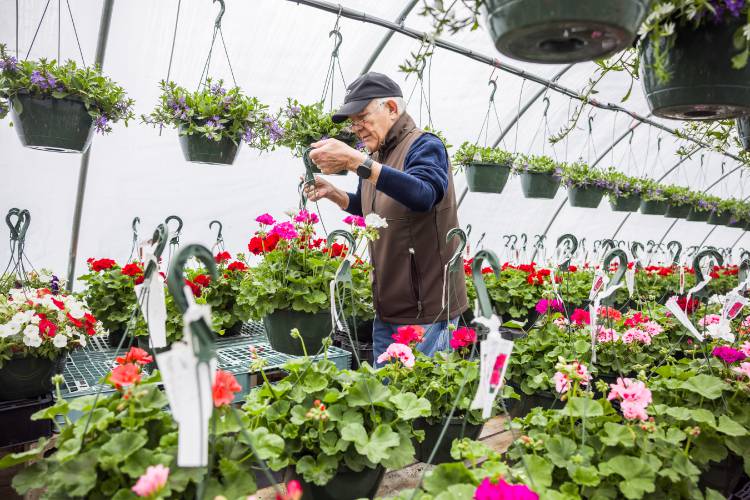 Jef Demarie shops for Geraniums at Appletree Nurseries in Tilton on May 6, 2025.Demarie's grandfather love of gardening was passed on to him even when he has limited space where he lives.