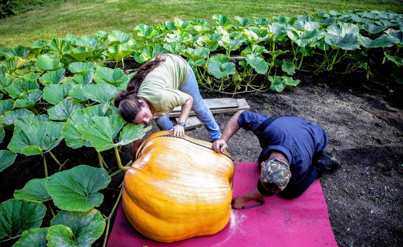 Nate and Rebecca Chartier measure her 300-pound pumpkin before loading it up to deliver it to the Hopkinton Fair on Wednesday.