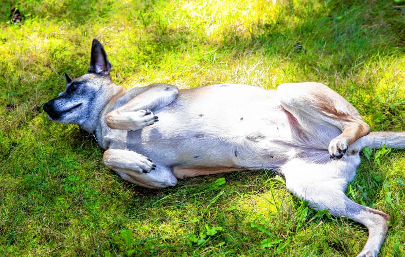 Tippy is just a nine-year-old mutt but is devoted to veteran Vince Yitalo.