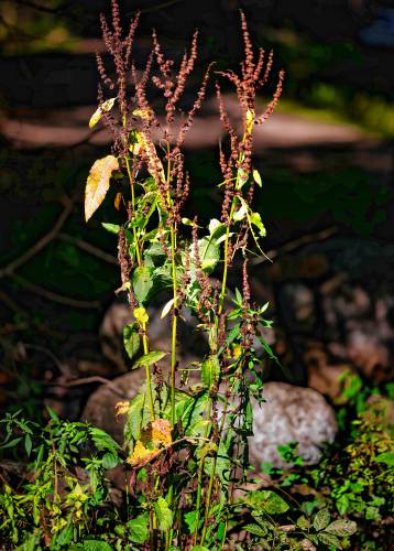 Photo of bitter dock, an immigrant weed. 