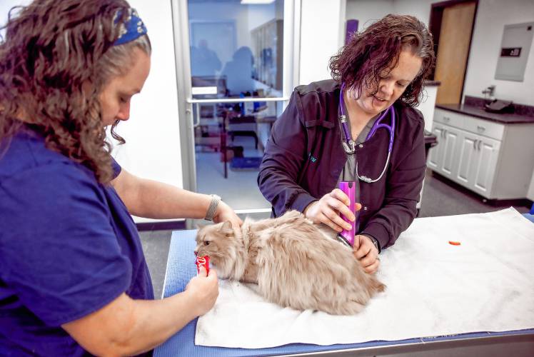 Dr. Alison Darby (right), shaves Luther the cat’s matted fur as Certified Vet Technician Heather Marsh comforts him at the Lead Urgent Care Veterinary Services in Concord on Monday.