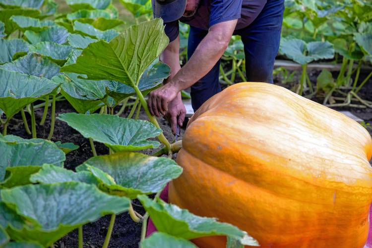 Nate Chartier cuts the stem of the giant pumpkin so they can load up the pumpkin on Wednesday.