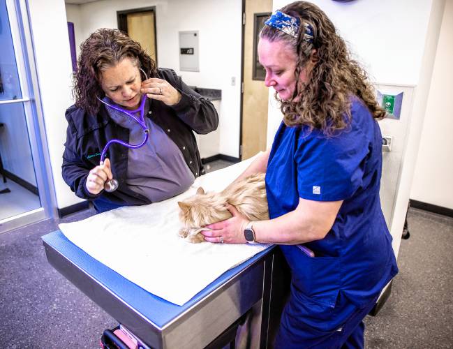 Dr. Alison Darby (left), gets ready to examine Luther as Certified Vet Technition comforts him at the Lead Urgent Care Veterinary Services in Concord on Monday, February 3, 2025.