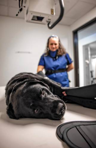 Mason, the Lead Urgent Care Veterinary Services office dog, demonstrates the X-Ray table at the facility with CVT Heather Marsh in the backround on Monday, February 3, 2025, the day the care facility opened in the Ralph Pill building in Concord.