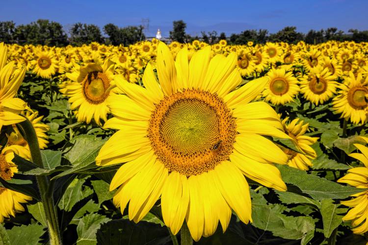 A bee rests on one of the 500,000 sunflowers that are planted in a field on Sunfox Farm on Gully Hill Road for the Sunflower Bloom Festival.