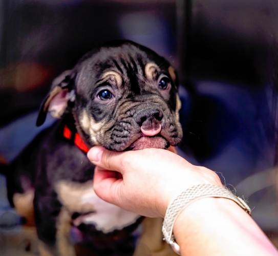 CVT Heather Marsh comforts foster puppy Tony at the Lead Urgent Care Veterinary Services on Monday, February 3, 2025, the day the care facility opened in the Ralph Pill building in Concord.