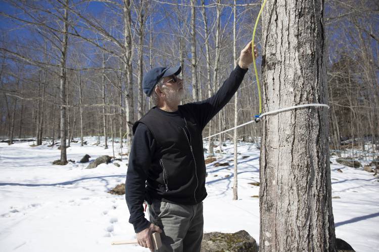 Mike Moore of Sunnyside Maples in Loudon checks a sap line out in the woods behind the store on Route 106 on Monday, March 10, 2025. Moore was checking to see if the sap was running through lines effectively as the temperature got into the low 50s. Sunnyside has a three-horsepower vacuum pump that drains into a large tub outside of the sap house. New Hampshire Maple Weekend is this coming weekend, and Sunnyside is open both Saturday and Sunday from 8 a.m. to 4 p.m. It offers tours and sap-to syrup demonstrations. For more information on the syrup weekend around the state, check out https://nhmapleproducers.com/maple-weekend-2/