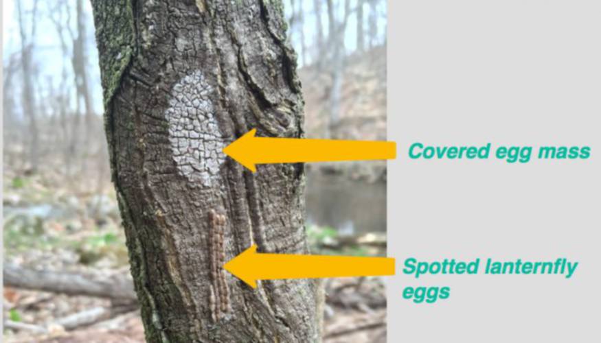 The egg masses of the spotted lanternfly can be hard to spot. 