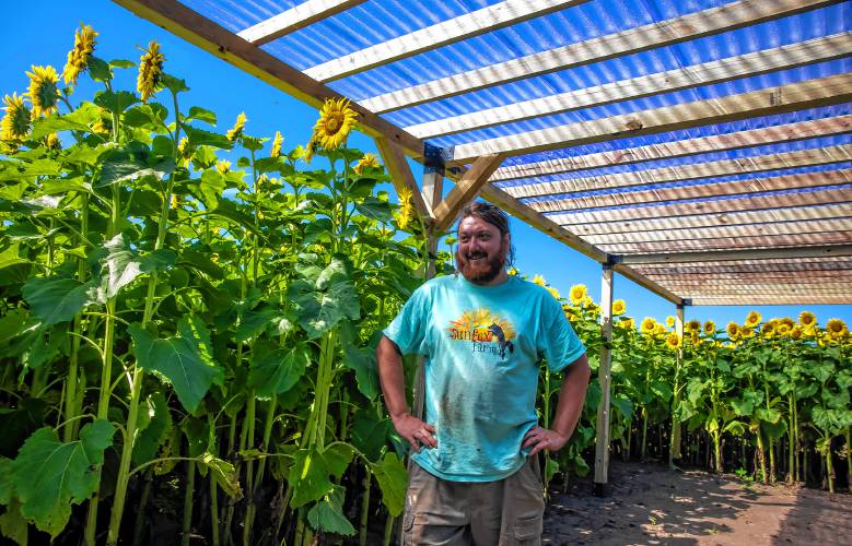 Greg Pollock of Sunfox Farm in Concord shows the new pergola that he and his wife built for the farm-to-plate dinners at this year’s Sunflower Bloom Festival, which starts on Saturday and runs through Aug. 18.