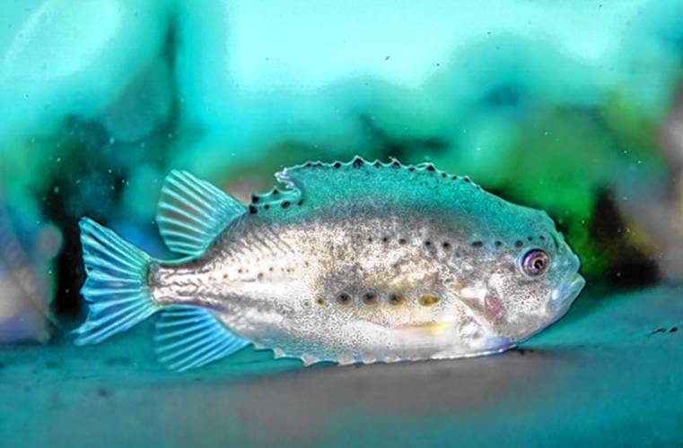 A lumpfish which, to be honest, isn't all that lumpy. A lumpfish which, to be honest, isn't all that lumpy.