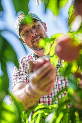 Extension specialist Jeremy DeLisle picks a peach.
