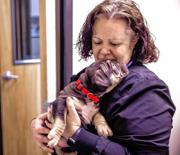 Dr. Alison Darby comforts Tony, the puppy they are fostering until he can be adopted at the Lead Urgent Care Veterinary Services in Concord on Monday, February 3, 2025.