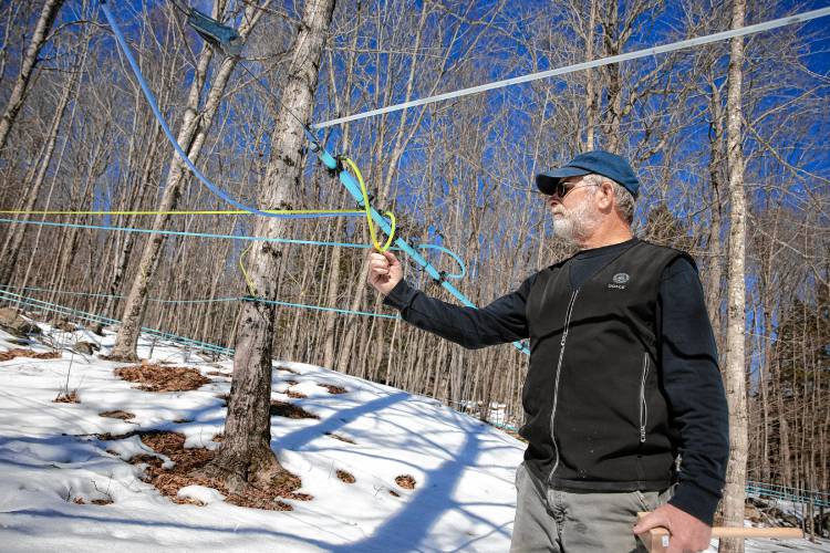 Mike Moore of Sunnyside Maples in Loudon checks a sap line out in the woods behind the store on Route 106 on Monday, March 10, 2025. Moore was checking to see if the sap was running through lines effectively as the temperature got into the low 50s. Sunnyside has a three-horsepower vacuum pump that drains into a large tub outside of the sap house. New Hampshire Maple Weekend is this coming weekend, and Sunnyside is open both Saturday and Sunday from 8 a.m. to 4 p.m. It offers tours and sap-to syrup demonstrations. For more information on the maple weekend around the state, check out https://nhmapleproducers.com/maple-weekend-2/