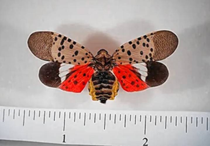 The adult form of the spotted lanternfly is hard to miss. 