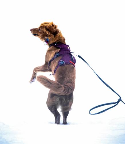 A dog jumps for joy in the snow at White Park during a walk with its owner on Sunday, January 7, 2024 druing the first snow of 2024.