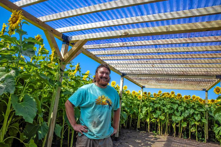 Greg Pollock of Sunfox Farm stands in the new pergola that he and his wife built for the farm-to-plate dinners at this yearâs Sunflower Bloom Festival in Concord starting on Saturday and running through August 18th.