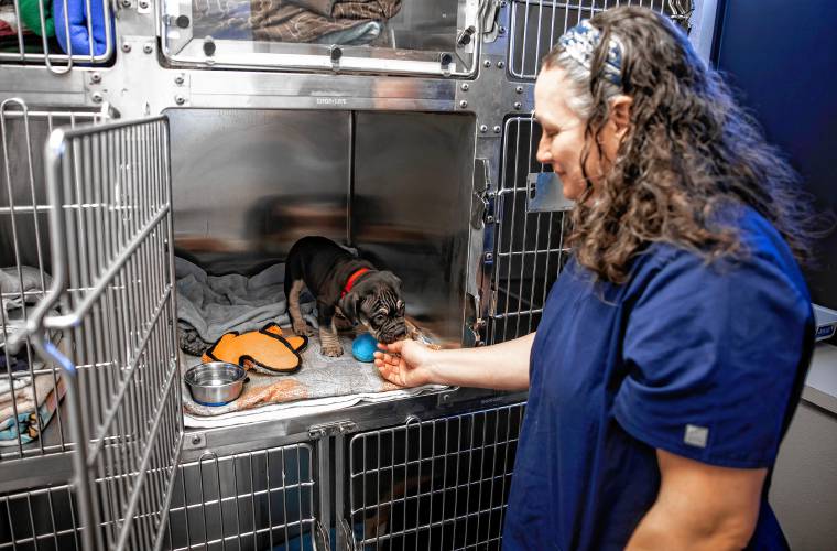 CVT Heather Marsh comforts foster puppy Tony at the Lead Urgent Care Veterinary Services on Monday, February 3, 2025, the day the care facility opened in the Ralph Pill building in Concord.