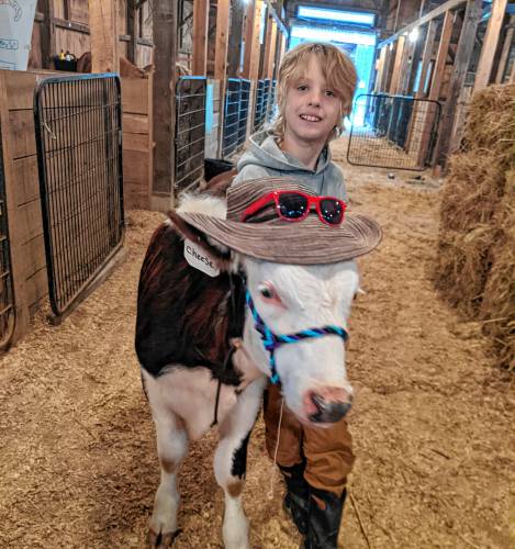 Henry turned his calf Cheese into a farmer at the Martha's Vineyard October Festival. Mac and Cheese are two of the twelve calves in the new Martha Vineyard's 4H Working Steer program.