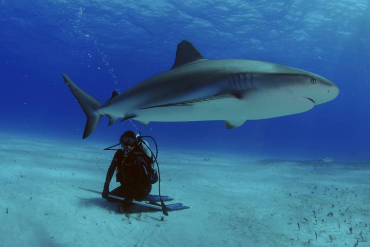 A scuba diver observes a reef shark, July 14, 2019, Tiger Beach, Bahamas. (Andre Seale/VW Pics/Zuma Press/TNS)