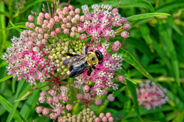 A bumble bee collects pollen on flowers at Georgetown Waterfront Park in Washington in 2015.