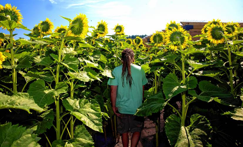 Greg Pollock of Sunfox Farm walks to the new pergola that he and his wife built for the farm-to-plate dinners at this yearâs Sunflower Bloom Festival in Concord starting on Saturday and running through August 18th.